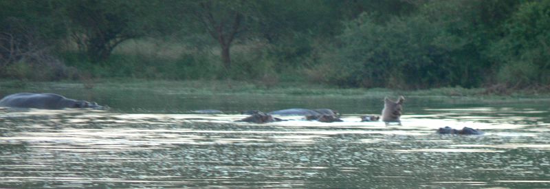 JAR 342_hroch.JPG - Sem tam nějaký zařval, viz. hroch vpravo.